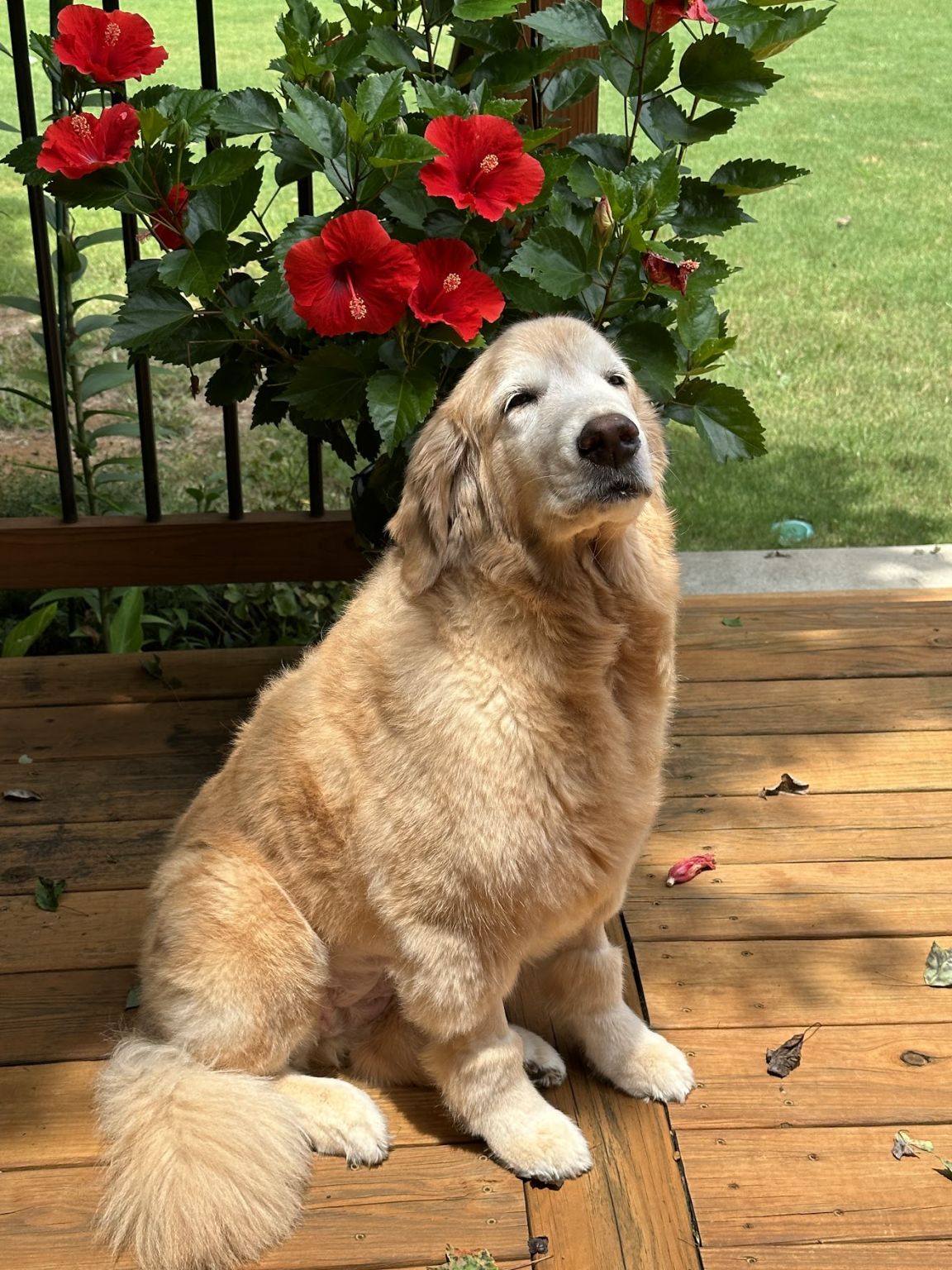 bobklein's tweet card. Last week I said goodbye to my best friend who was fighting metastatic hemangiosarcoma. 🌈🐾 I am grateful to: Dr. Heather Duncan and Dr. Jennifer Herrington of Crabapple Knoll Vet Clinic Dr. Lori...