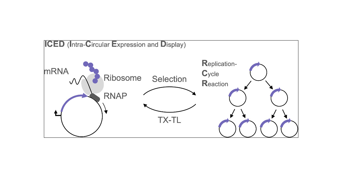 sweats_good's tweet card. We report a novel cell-free technology, ICED (Intra-Circular Expression and Display), for displaying an expressed protein on its encoding circular DNA. The recovered circular DNA, enriched by...