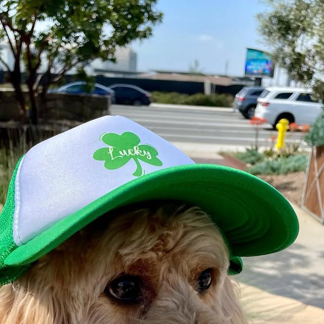 HelloPixelPup's tweet card. Pixel the Pup (@hellopixelpup) • Instagram photo