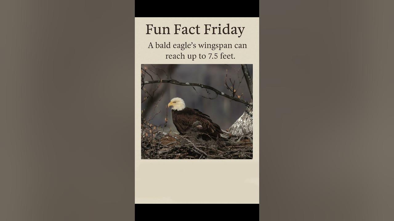 daquick's tweet card. Fun Fact Friday, Nov 14 2025 with Debbie Quick from Debs Creative...