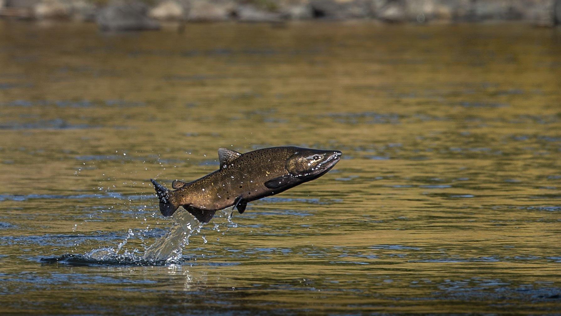 goldenstsalmon's tweet card. The Golden State was once heralded for a leader in global environmentalism. What would it say about us if we let salmon go extinct?