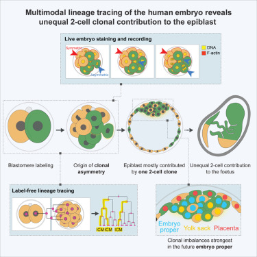 LabSatoshi's tweet card. Labeling and live imaging of human embryos reveal that the majority of the future body originates, mostly, from one of the 2-cell stage blastomeres. Descendants of the first 2-cell stage blastomere...