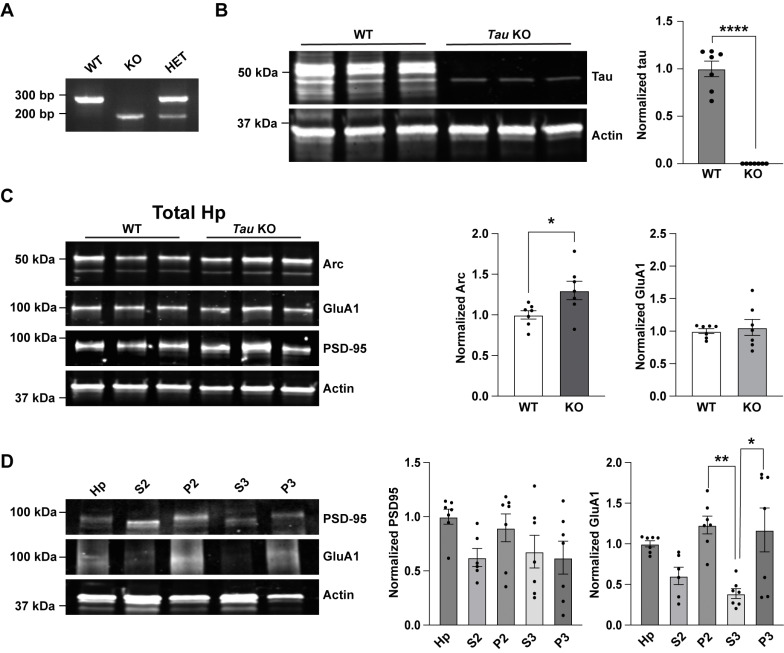 PostdocsAtGSU's tweet card. Tauopathies are neurodegenerative disorders characterized by the deposition of aggregates of the microtubule-associated protein tau, a main component of neurofibrillary tangles. Alzheimer’s disease...