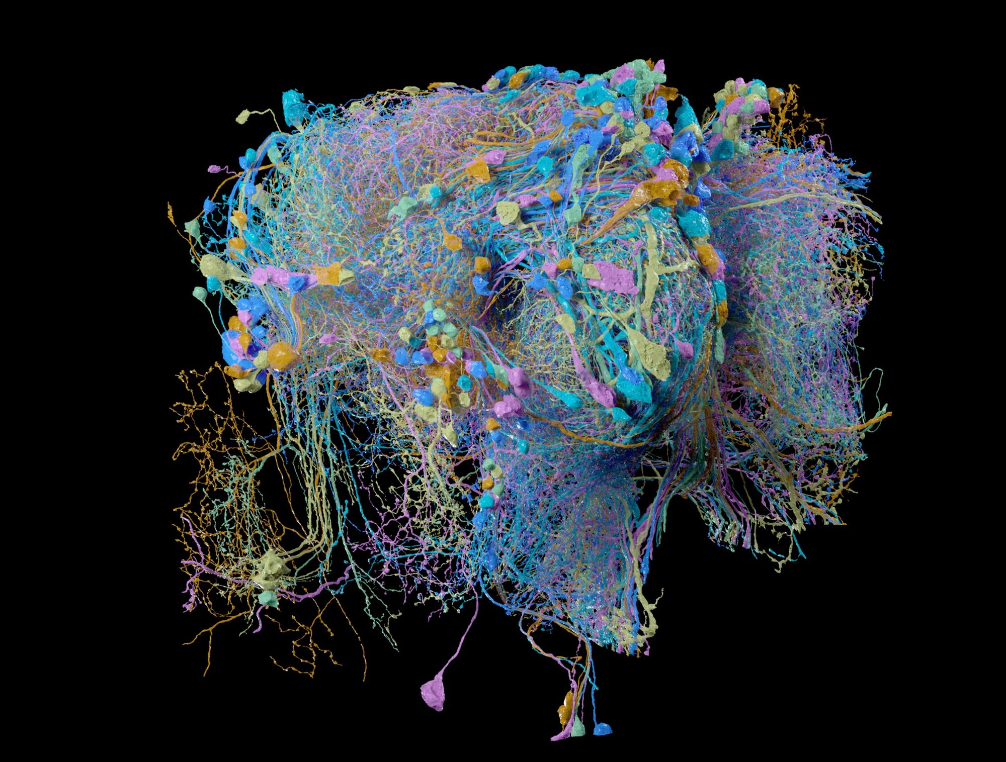 eLife's tweet card. A map of the central region of the fruit fly brain, showing all neurons and their connections, is now freely available online.