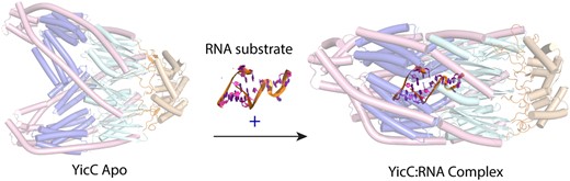 LazarusLab's tweet card. Abstract. Processing of RNA is a key regulatory mechanism for all living systems. Escherichia coli protein YicC belongs to the well-conserved YicC family a