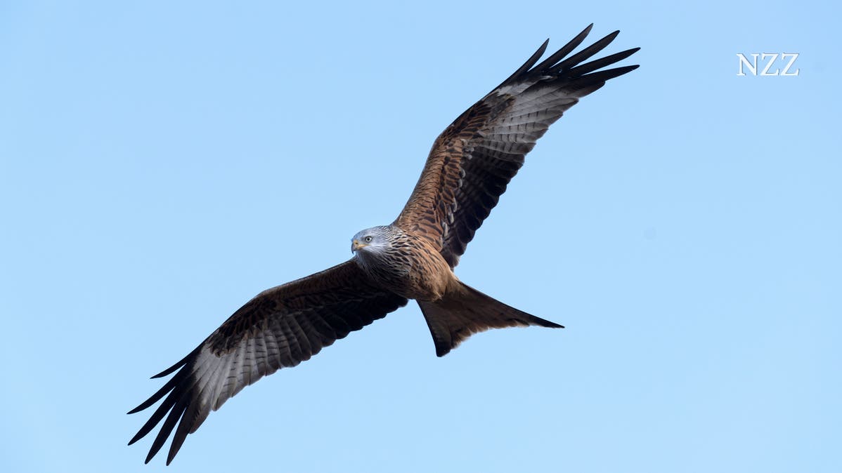 NZZSchweiz's tweet card. In den vergangenen zwanzig Jahren sei es punkto Artenvielfalt nur aufwärtsgegangen, sagt der Biologe Marcel Züger. Die Biodiversitätskrise werde bewusst herbeigeredet.