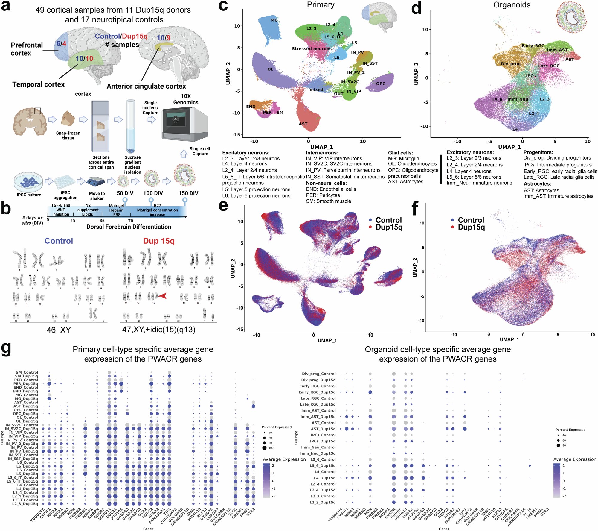 Yonatan_Peretz's tweet card. Nature Communications - Single-cell analysis of patient brains and cortical organoids links disrupted developmental metabolic reprogramming to postnatal synaptic dysfunction in dup15q syndrome,...
