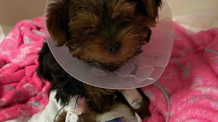 JeudyBooty's tweet card. Hi family & friends, Our fur baby, Bear, was admitted to the ICU last night with a very seve… Erin Kommor needs your support for help bear fight for his life