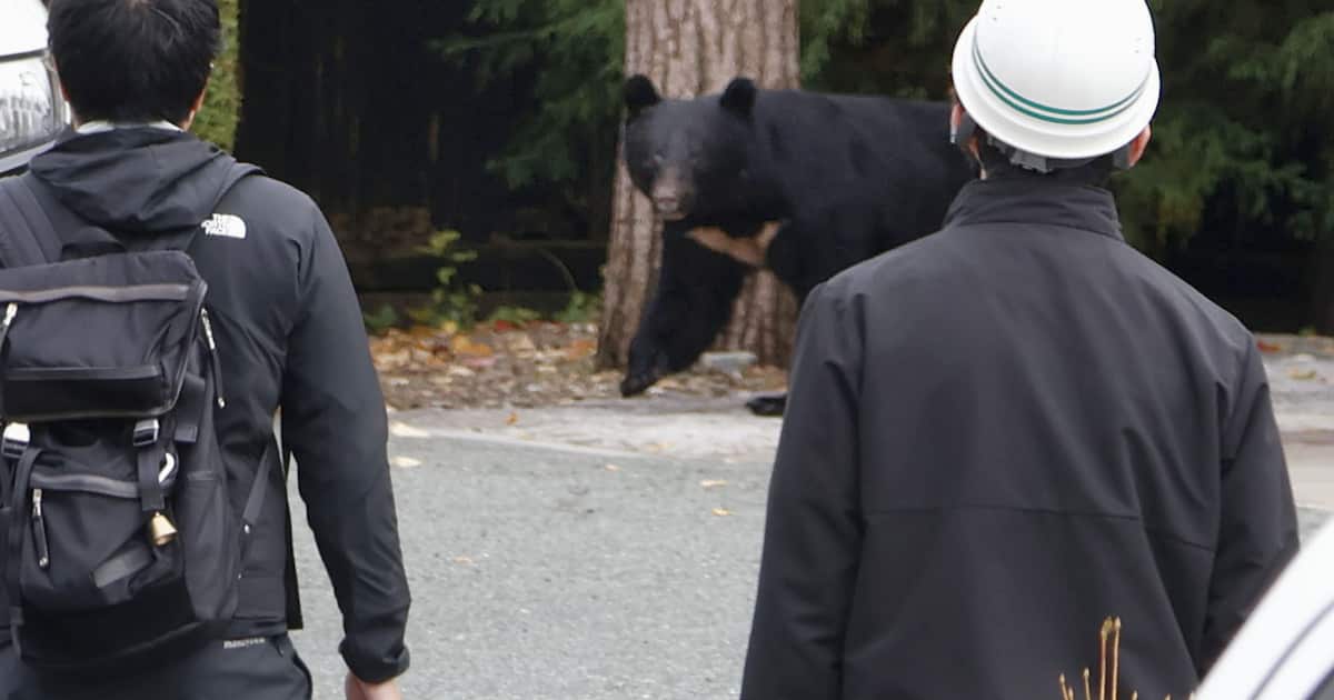 Sankei_news's tweet card. 環境省は17日、10月の全国のクマによるけが人を含む人的被害が88人となり、今年4～10月の合計が196人となったと発表した。9月の39人から急増し、過去5年…