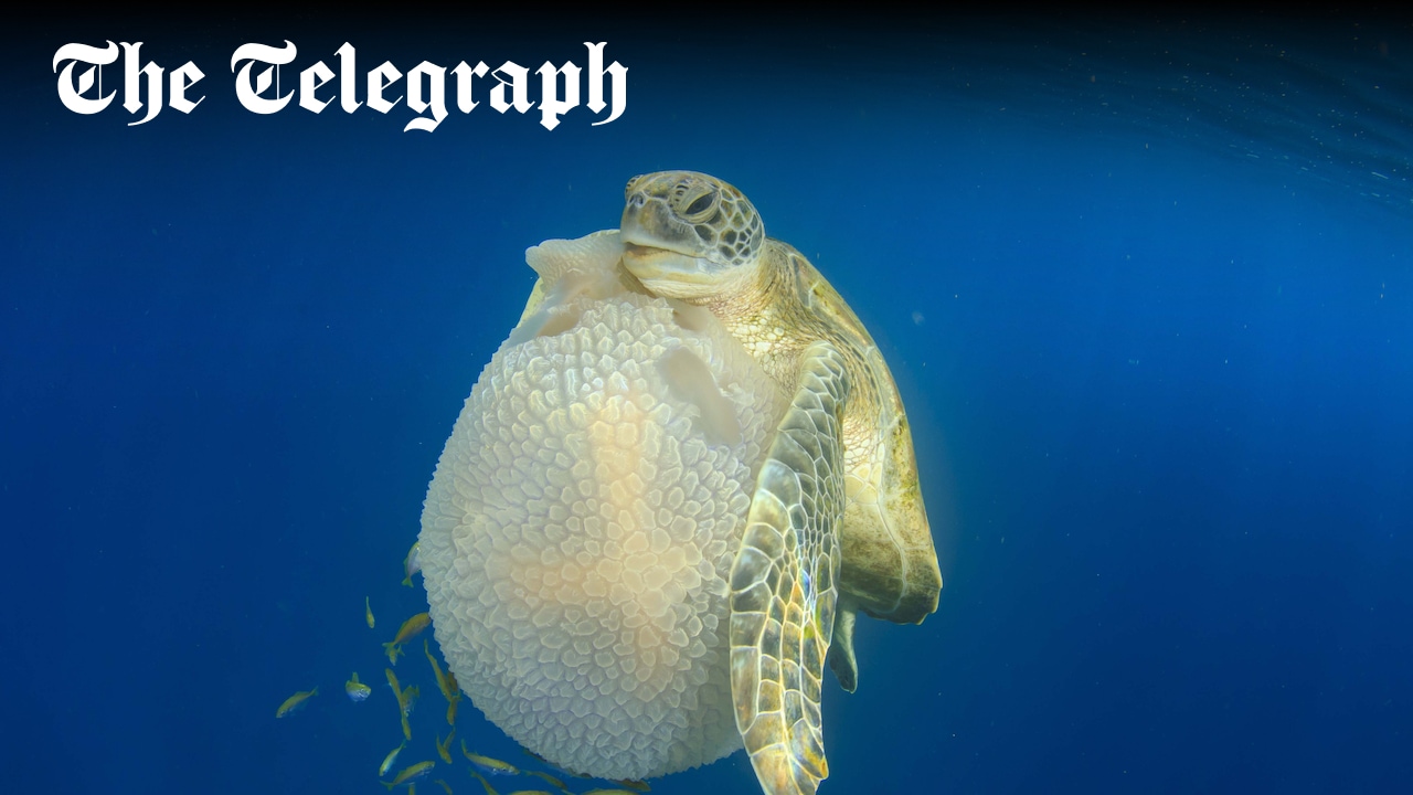 LoggerheadApp's tweet card. Sea turtles have evolved to use their flippers as hands, grasping jellyfish and even karate-chopping their prey, scientists have found.