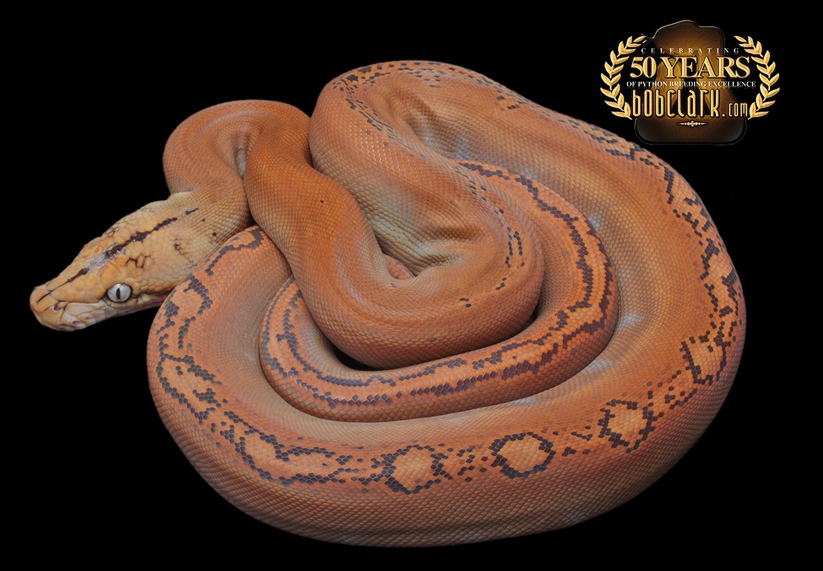 PythonBobClark's tweet card. LAYBUY NOT AVAILABLE 2025-7-11femaleretic_mochinogc_fws