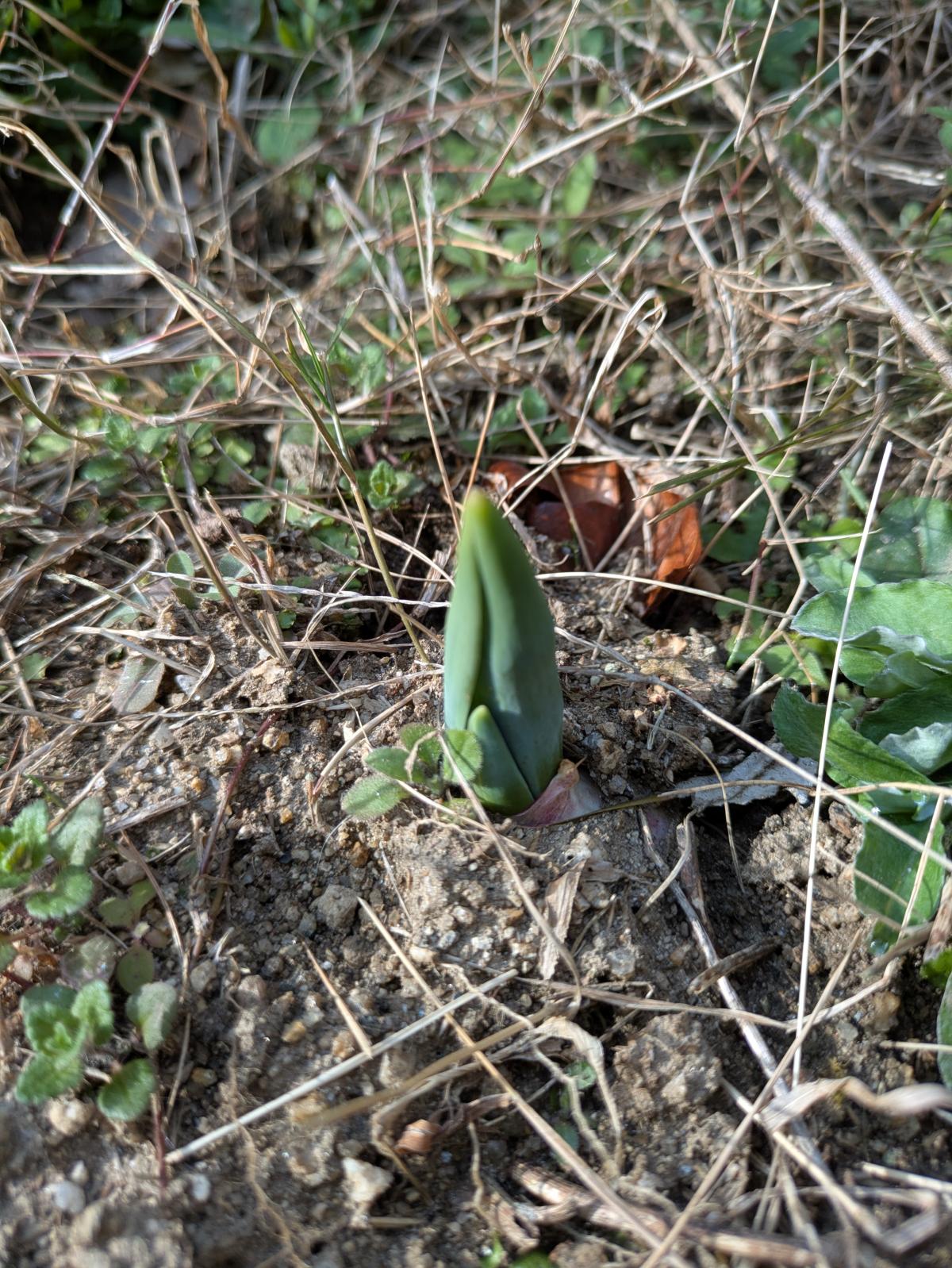 CocoColor12's tweet card. チューリップの芽が出ていました。寒かった冬も終わり春がやってきましたね。就労移行支援のご利用者様も就職に向け日々頑張って