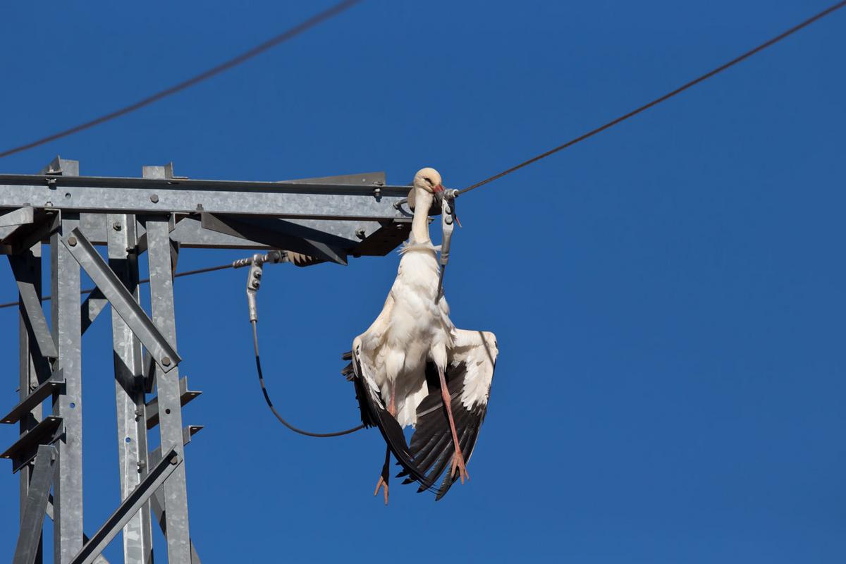 for_gngf's tweet card. ++ Autumn migration has begun ++ Overhead powerlines cause the death of millions of migratory birds worldwide ++ International campaign to protect migratory birds starts its second phase ++