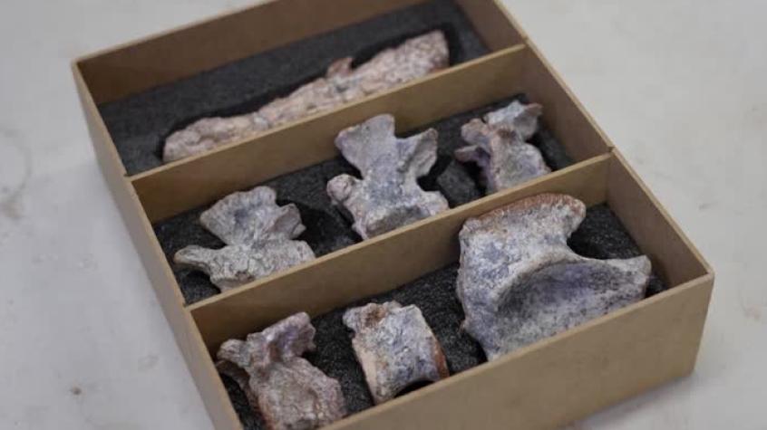 T13's tweet card. Investigadores de la Universidad Federal de Santa María descubrieron en el municipio brasileño de Dona Francisca, en Rio Grande do Sul, el reptil que medía hasta 2,5 metros de largo y tiene similit...