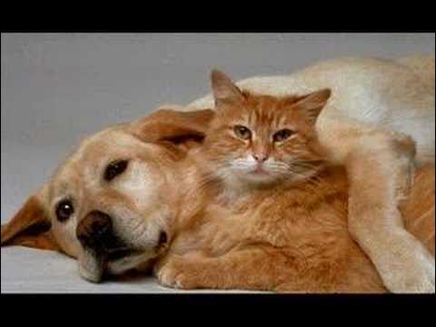 momunix's tweet card. É preciso sabre viver (Montagem Thiago)