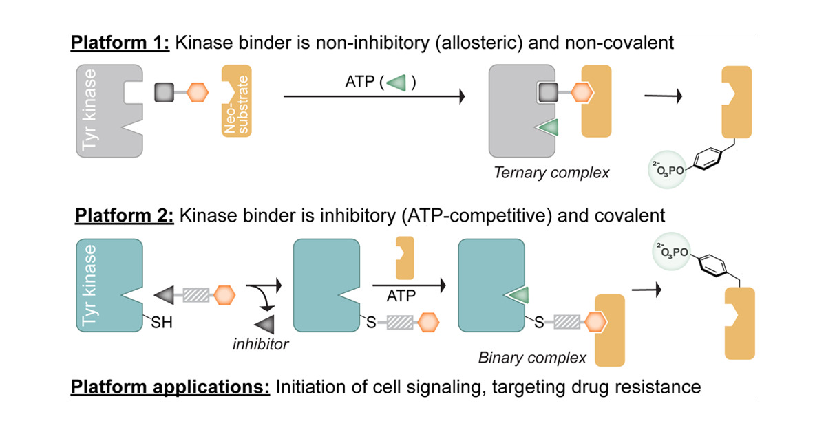 LabRullo's tweet card. Chimeric small molecules that induce post-translational modification (PTM) on a target protein by bringing it into proximity to a PTM-inducing enzyme are furnishing novel modalities to perturb...