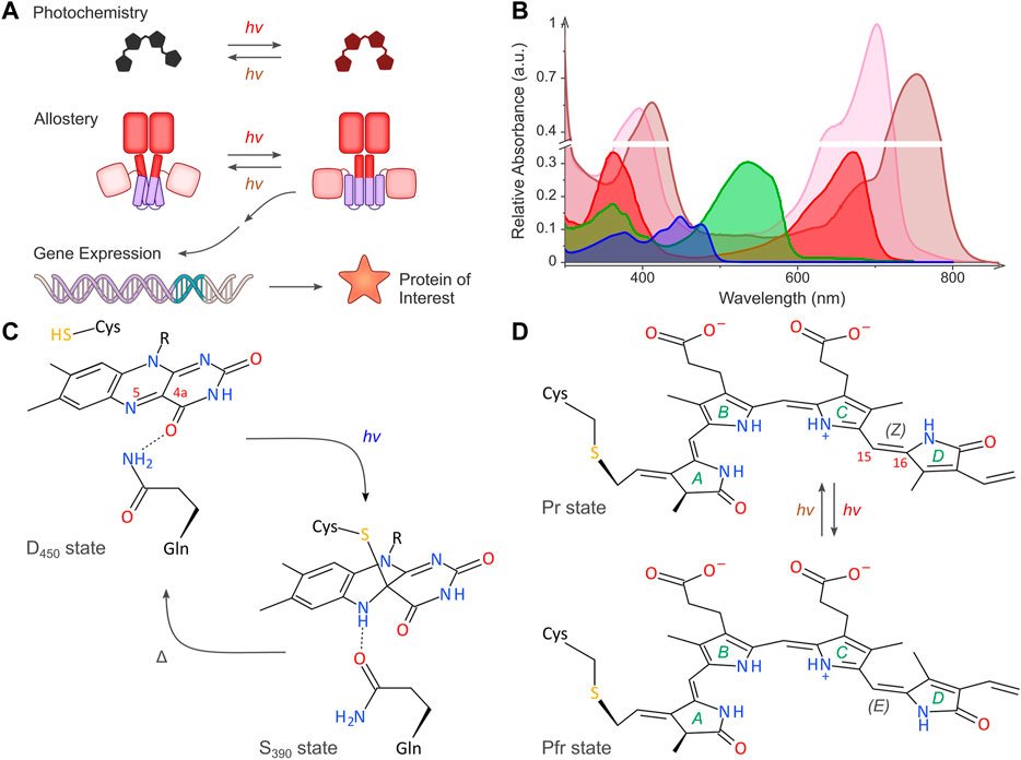 MoeglichLab's tweet card. Numerous photoreceptors and genetic circuits emerged over the past two decades and now enable the light-dependent, i.e. optogenetic, regulation of gene expre...