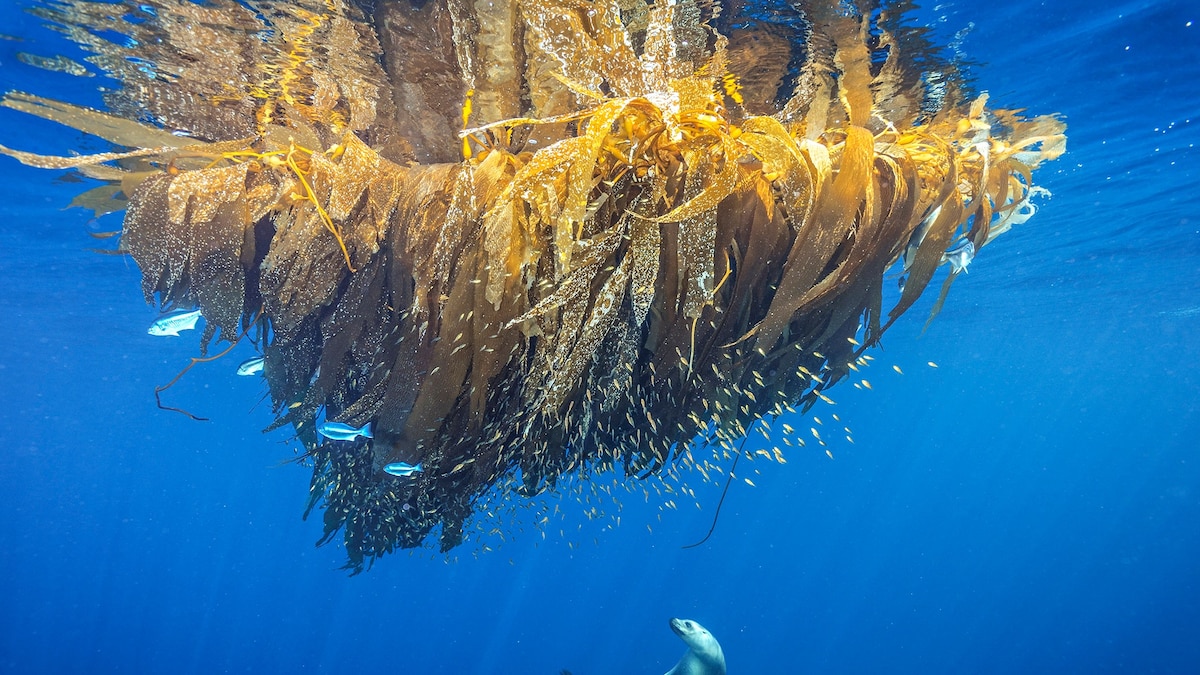 NatGeo's tweet card. Scenes from around the world show life both beautiful and vulnerable to human influence.
