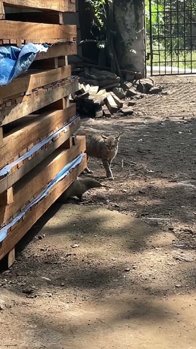 HARESHBHAWANI's tweet card. Mongoose vs cat #hinduunity #mongoose #cat #cats #catvideos