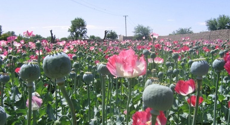 nickikilleen's tweet card. Opium cultivation in Afghanistan spiked by 19 per cent in 2024, covering an estimated 12,800 hectares despite a ban imposed by the Taliban, a report released on Wednesday by the UN Office on Drugs...