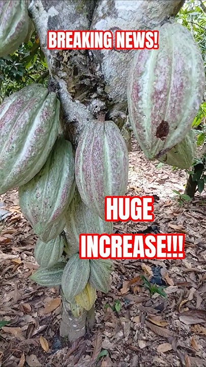 NanaGyasiNimako's tweet card. Newly Updated Cocoa price announced #cocoaprice #cocobod #newsupdate