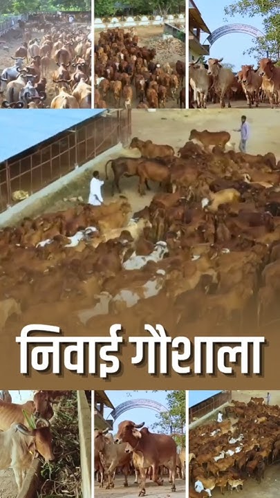 JadavTime's tweet card. संत श्री आशारामजी निवाई गौशाला के अद्भुत नज़ारे..  #DesiCow #Pancha...