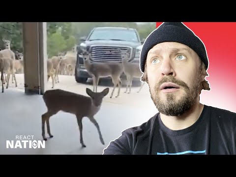 PixelWaveNFT's tweet card. TRY NOT TO LAUGH 99% IMPOSSIBLE #ReactNation