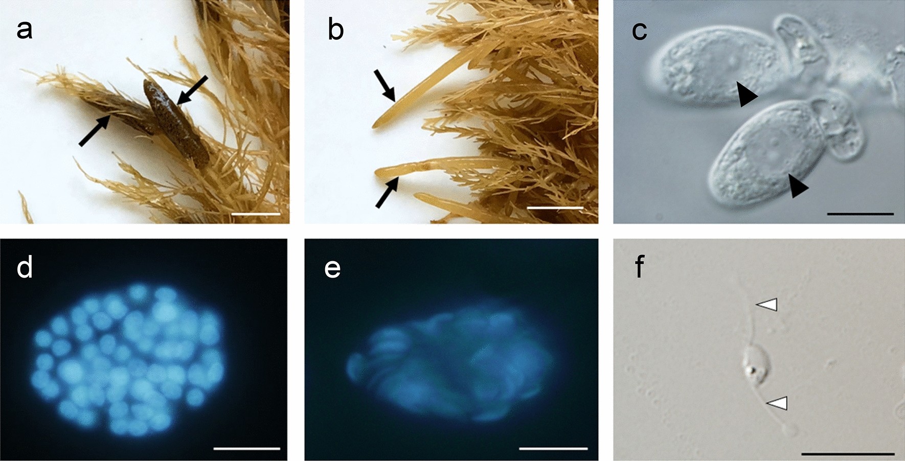 algae_fpu's tweet card. Scientific Reports - Sperm-specific histone H1 in highly condensed sperm nucleus of Sargassum horneri