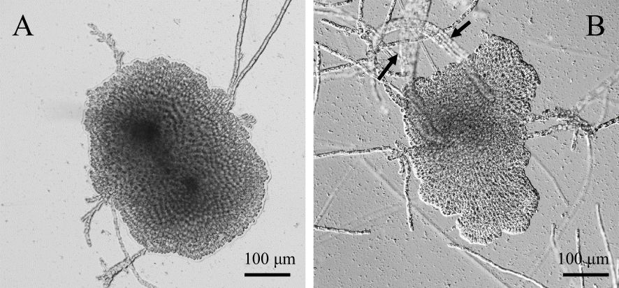 algae_fpu's tweet card. In this study, we investigated the photoperiodic responses regulating erect thallus formation in Petalonia fascia (KU-1293). We found that, through critical ...