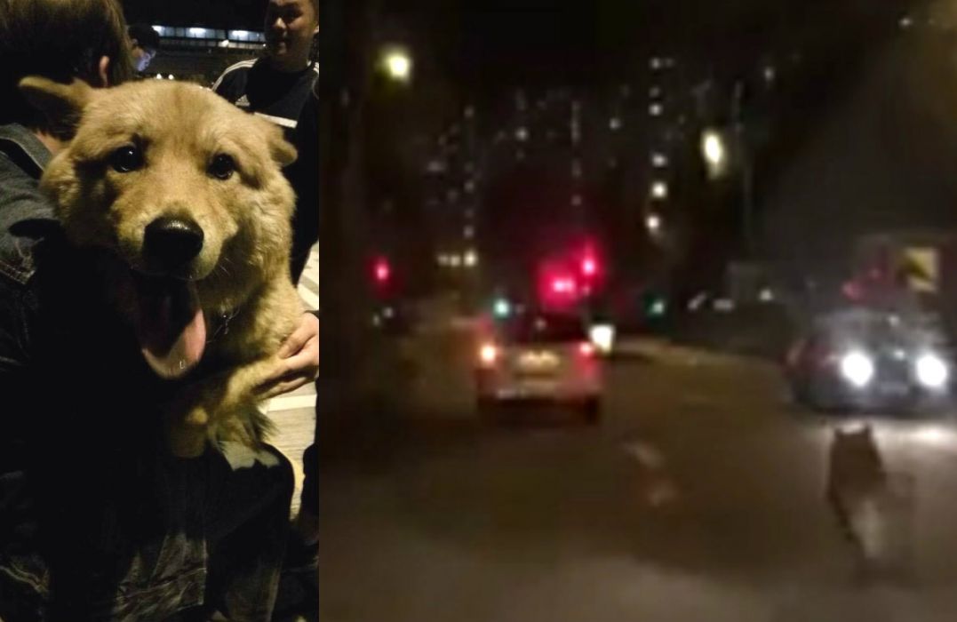 CanAnyOne_Help's tweet card. A video of a dog chasing after a white car went viral earlier this week after animal-loving Hongkongers went rabid at the thought of an abandoned dog. The minute-long clip was reportedly filmed by …