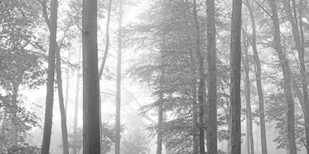 taylornation13's tweet card. taylor swift - folklore (deluxe version)