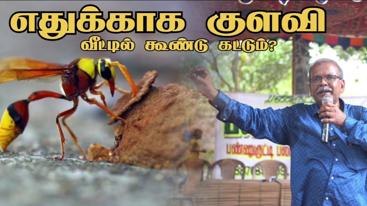 rubyvish's tweet card. எதுக்காக குளவி வீட்டில் கூண்டு கட்டும்? | Wasp Nest Meaning at Home |...