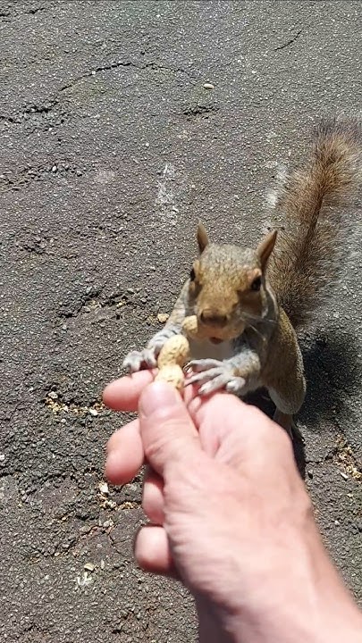 2chriscolin1010's tweet card. 🐿 this was also taken in June of 2023 🐿 #bekindtoanimals