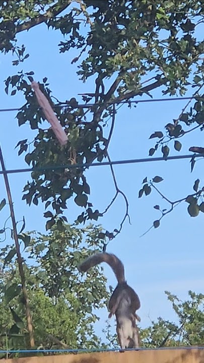 2chriscolin1010's tweet card. 🐿 2/4 squirrels in my garden 🤎 #bekindtoanimals #wildlife #2025...