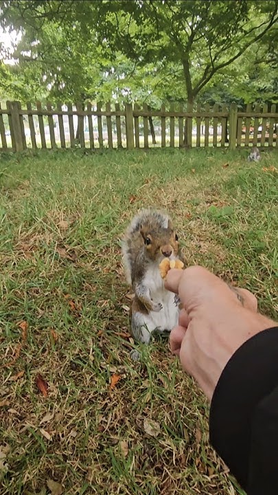 2chriscolin1010's tweet card. 🐿 1/2 hand feeding a cute squirrel 🤎 ##grovepark #weston #squirre...