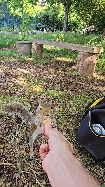 2chriscolin1010's tweet card. 🐿 #squirrel #grovepark #weston #squirrelwatching #bekindtoanimals...