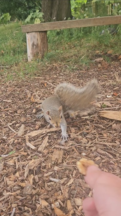 2chriscolin1010's tweet card. 🐿 little floppy ear 🤎 wishing you a relaxing Sunday 😊 #squirrel...