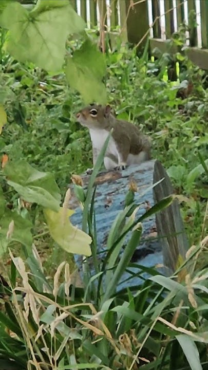 2chriscolin1010's tweet card. 🐿 a happy squirrel playing for 2 minutes 😁🤎 #grovepark #weston...