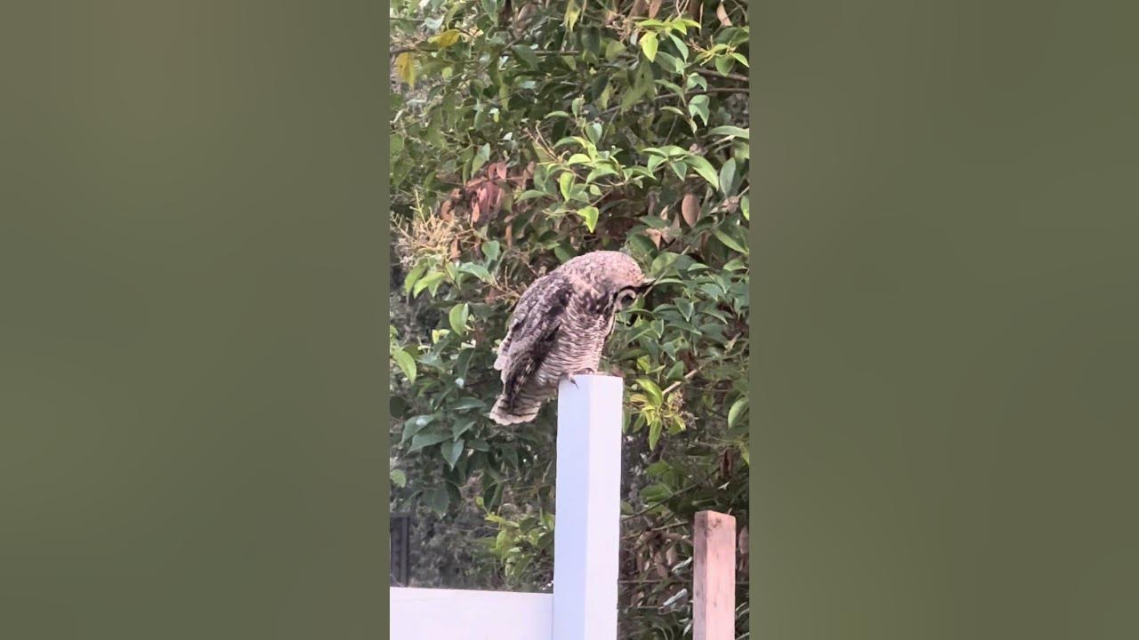 JeniferEMasters's tweet card. Great Horned Owl Daytime Sighting Up Close