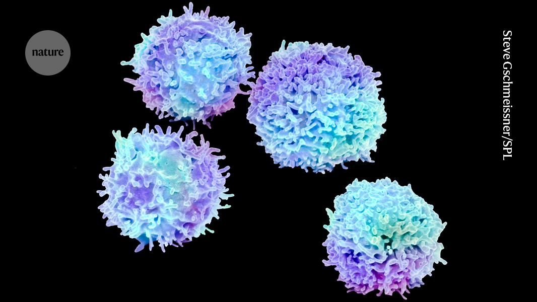 Nature's tweet card. Nature - Regulatory T cells, which help to dampen inflammation, are being used in clinical trials against ailments such as rheumatoid arthritis.