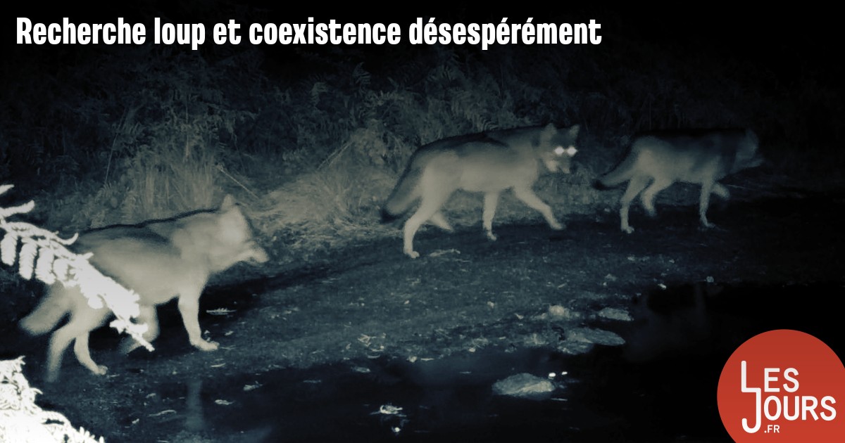 Lesjoursfr's tweet card. D’après des images exclusives, un des louveteaux du plateau de Millevaches a disparu, mort naturellement ou braconné. Sur place, la situation reste explosive.