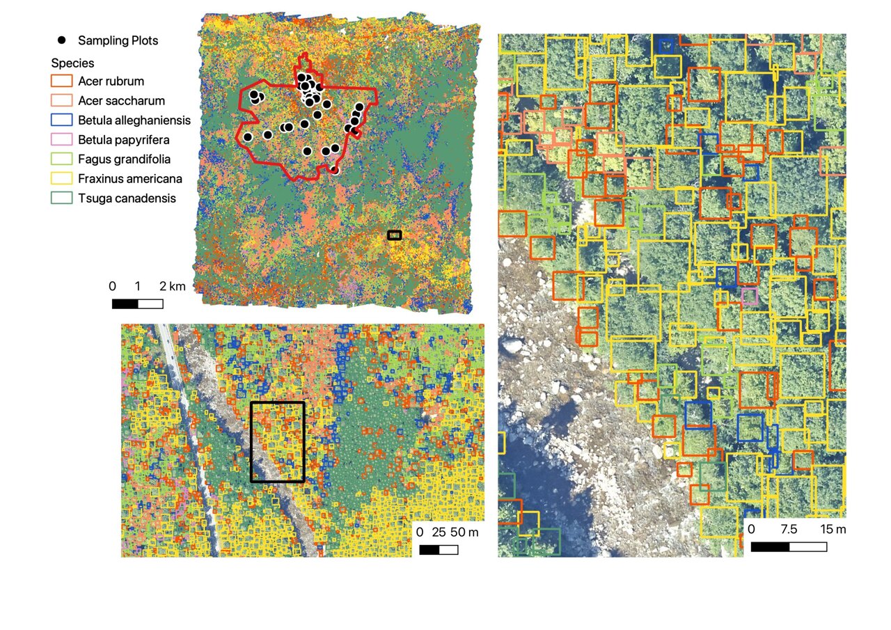 ivanilves's tweet card. A collaborative team of researchers led by Ben Weinstein of the University of Florida, Oregon, US, used machine learning to generate highly detailed maps of over 100 million individual trees from 24...