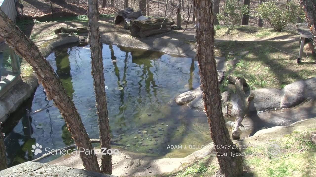 monroecounty_ny's tweet card. Seneca Park Zoo - Otter Habitat