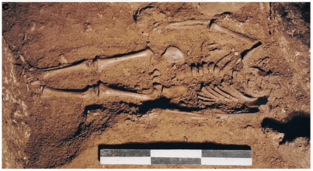 robertosaezm's tweet card. Para empezar, ¿un niño del Paleolítico superior con ojos azules? El color azul de los ojos humanos se atribute a una mutación en un elemento regulador del gen HERC2, que inhibe la expresión del gen…