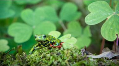 andretrig's tweet card. País tem a maior biodiversidade do mundo, mas há espécies ameaçadas em todos os nossos biomas.