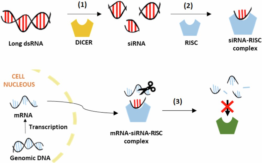 SusBioComp's tweet card. Nature Communications - Application of RNAi-based technology for crop pest control is hampered by the lacking of efficient system for the delivery of dsRNA molecules to pests or plants. Here, the...