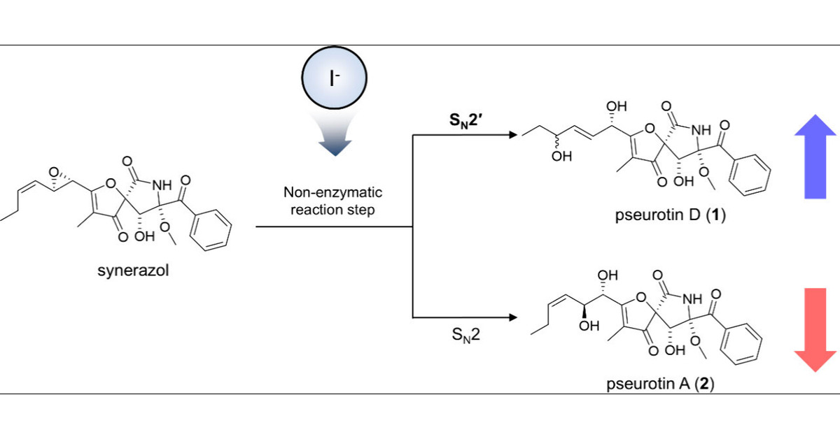 kyobinkang's tweet card. Nonenzymatic reactions, though critical in natural product biosynthesis, are significantly challenging to control. Adding 3% NaI to the culture medium of Penicillium janczewskii significantly...