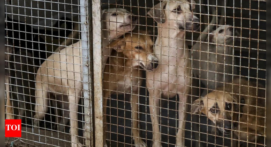 maheshspanicker's tweet card. India News: Chief Justice of India BR Gavai has assured to review a plea challenging the Supreme Court's recent directive to relocate all stray dogs in Delhi-NCR