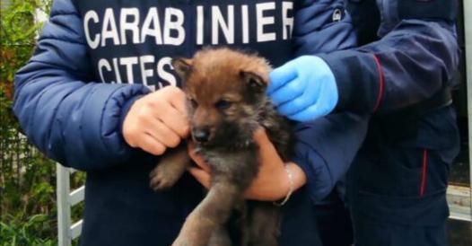 Corriere's tweet card. I carabinieri, al termine di un’indagine durata due anni, hanno scoperto un maxi traffico internazionale di cuccioli. L’operazione è stata chiamata «Crudelia de Mon». Coinvolti anche 29 allevatori