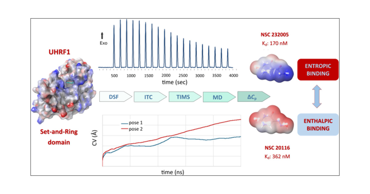 JCIM_JCTC's tweet card. The Set and Ring domain of the UHRF1 oncogene is responsible for its interaction with hemimethylated DNA and faithful propagation of epigenetic signaling over cellular replication. Inhibiting this...